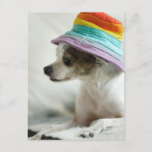 Postal Cierre de un Chihuahua con un gorra