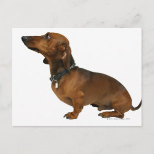 Postal Cierre de un dachshund