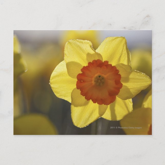 Postal Cierre de un Daffodil amarillo/Naranja (Anverso)