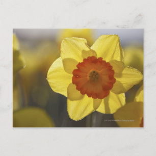 Postal Cierre de un Daffodil amarillo/Naranja