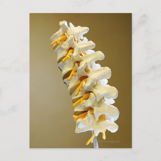 Postal Cierre de un modelo médico de vértebras de la (Anverso)