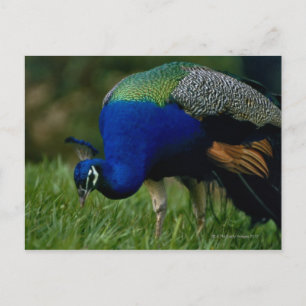 Postal Cierre de un pavo real