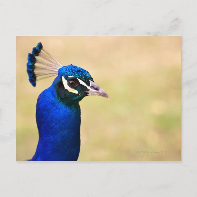 Postal Cierre de un pavo real 2 (Anverso)