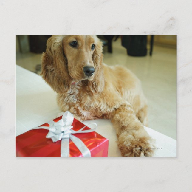 Postal Cierre de un perro con un regalo (Anverso)