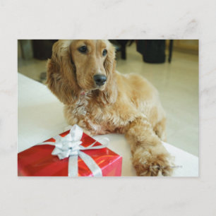 Postal Cierre de un perro con un regalo