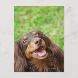 Postal Cierre de un perro de Dachshund