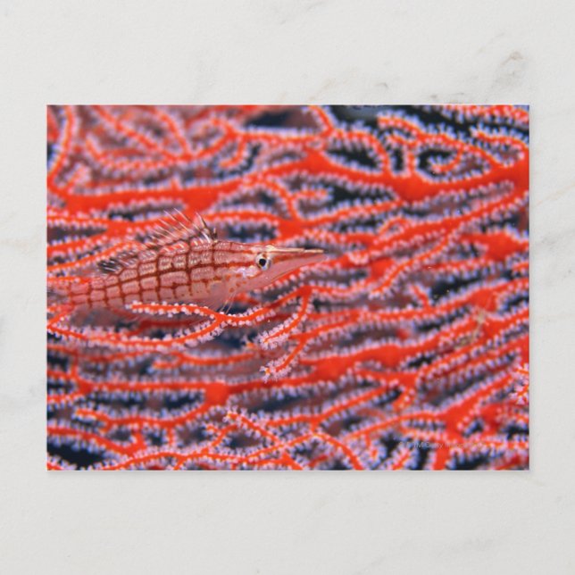 Postal Cierre de un pez de halcón de nariz larga, Okinawa (Anverso)