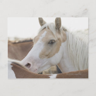 Postal Cierre de un rebaño de caballos 2