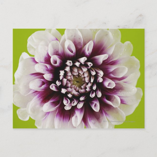 Postal Cierre de una flor 2 (Anverso)