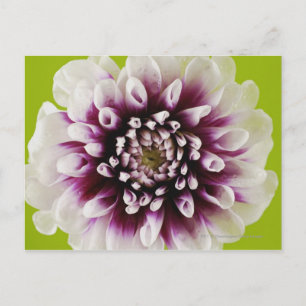 Postal Cierre de una flor 2