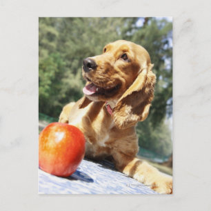 Postal Cierre de una manzana frente a un perro