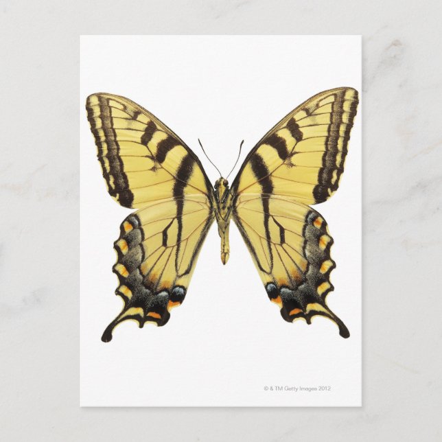 Postal Cierre de una mariposa 2 (Anverso)