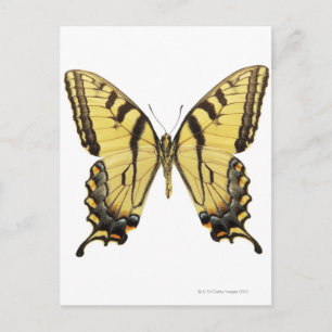 Postal Cierre de una mariposa 2