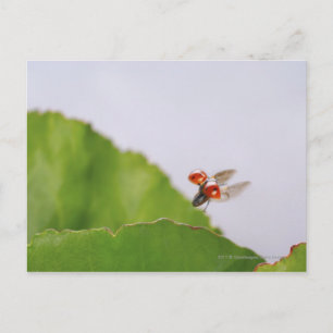 Postal Cierre de una mariquita volando sobre una hoja