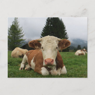Postal Cierre de una vaca marrón y blanca sentada