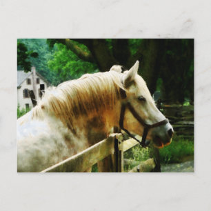 Postal Cierre del caballo blanco
