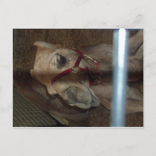 Postal Cierre del camello, 1