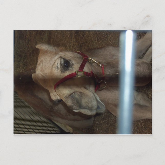 Postal Cierre del camello, 1 (Anverso)