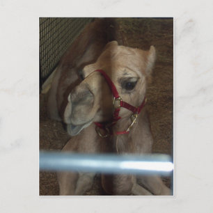 Postal Cierre del camello, 1