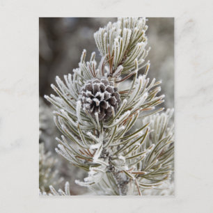 Postal Cierre del cono de pino congelado, Yellowstone