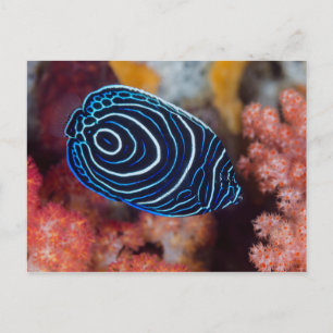 Postal Cierre del Emperador Angelfish