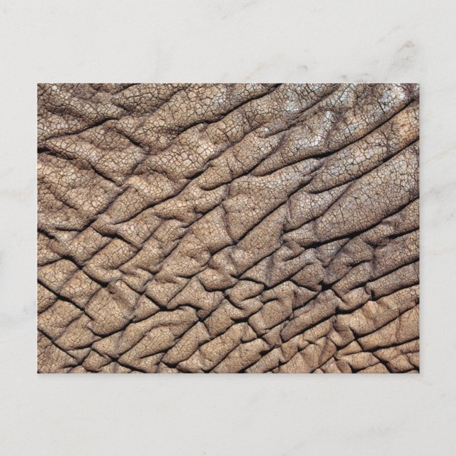 Postal Cierre del escondite de los elefantes africanos (Anverso)