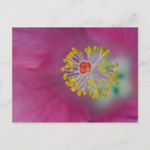Postal Cierre del estampado de flores de Hibiscus, Hibisc