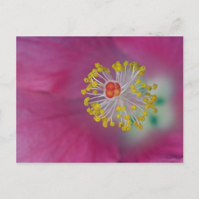 Postal Cierre del estampado de flores de Hibiscus, Hibisc (Anverso)