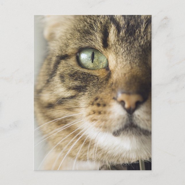 Postal Cierre del gato (enfoque en el ojo) (Anverso)