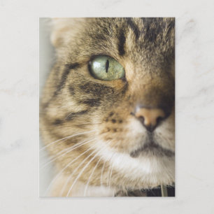 Postal Cierre del gato (enfoque en el ojo)