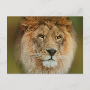 Postal Cierre del majestuoso león de Sudáfrica