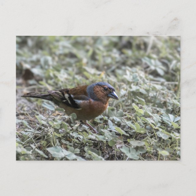 Postal Cierre del pájaro en un prado (Anverso)