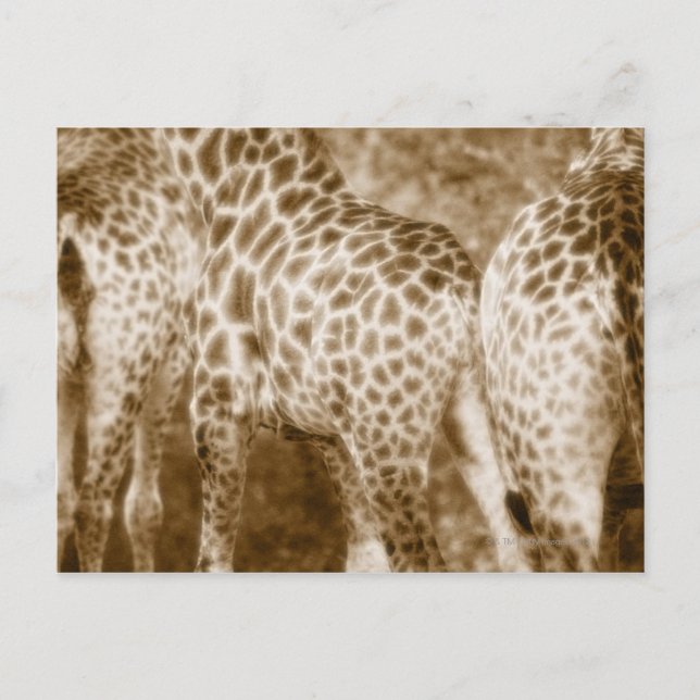 Postal Cierre del Parque Nacional Girafes Kruger Sur (Anverso)