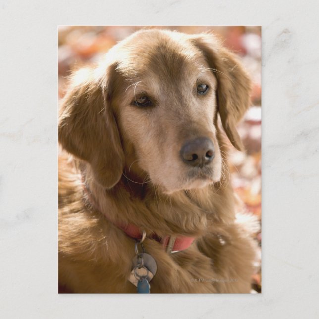 Postal Cierre del perro recuperador de labradores dorados (Anverso)