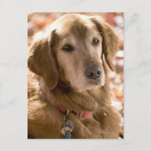 Postal Cierre del perro recuperador de labradores dorados