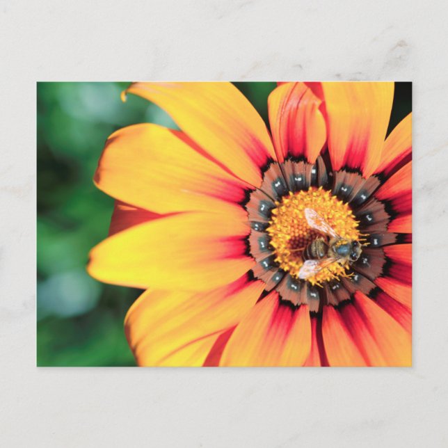 Postal Cierre Extremo De Un Polen Colectivo De Abejas (Anverso)