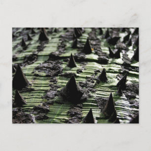 Postal Cierre Spiky Kapok Tree Trunk : Funchal Madeira