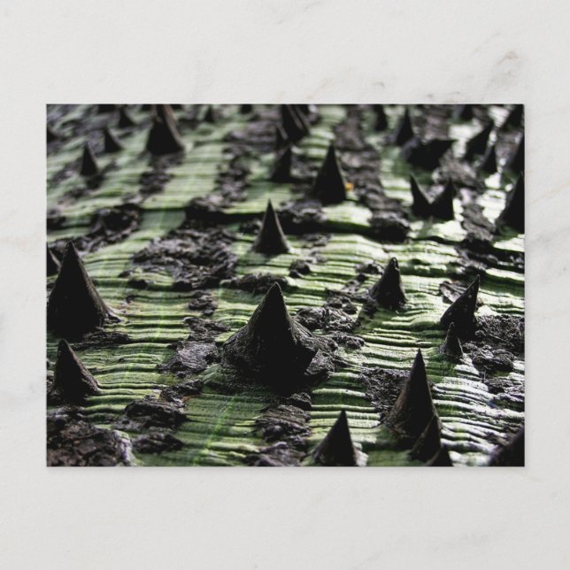 Postal Cierre Spiky Kapok Tree Trunk : Funchal Madeira (Anverso)