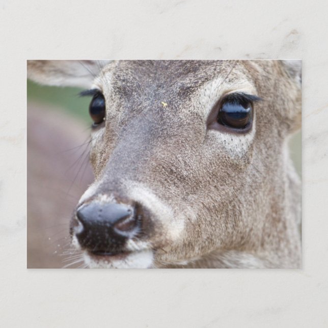 Postal Cierva de cola blanca bebiendo agua (Anverso)