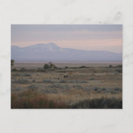 Postal Ciervas de cola blanca en Sweet y Grass Hills