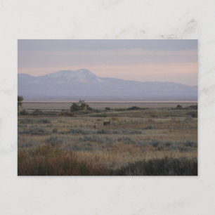 Postal Ciervas de cola blanca en Sweet y Grass Hills
