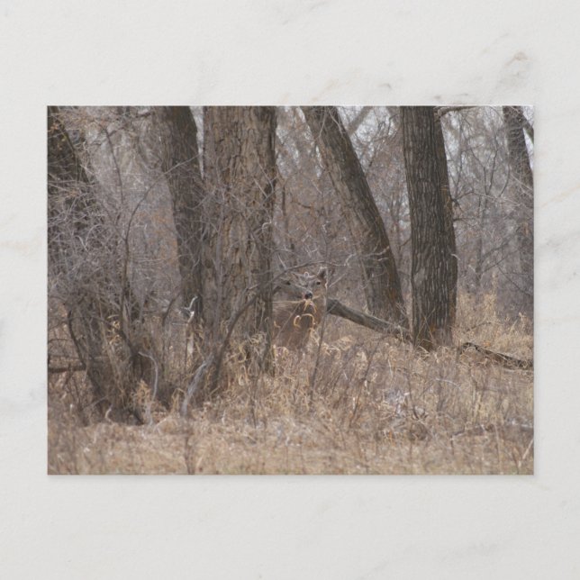 Postal Ciervo de cola blanca D1 Spring Buck en Cottonwood (Anverso)