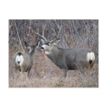 Ciervo Mula Macho y Hembra D29