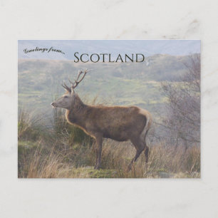 Postal Ciervo rojo en Islay Escocia