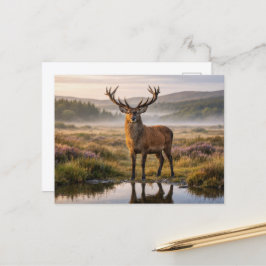 Postal Ciervo rojo venado Tierras Altas de Escocia