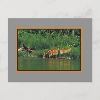 Postal Ciervos a lo largo de la orilla del río