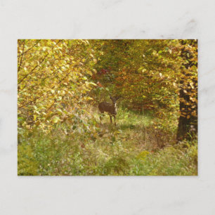 Postal Ciervos de Pensilvania en otoño