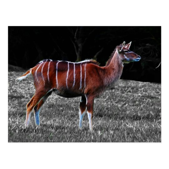 Postal Ciervos Kudu