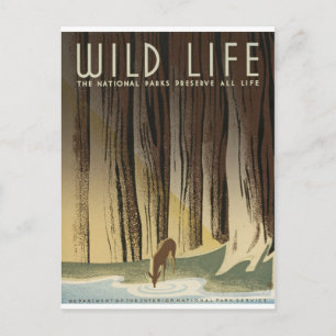 Postal Ciervos y corriente