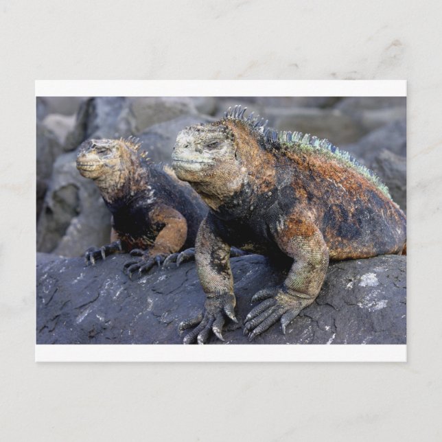 Postal Cigüana marina Galápagos San Cristobal (Anverso)